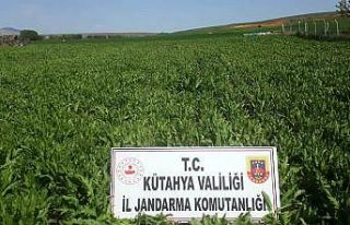 Kütahya’da 624 bin 440 kök kaçak ekilmiş haşhaş...
