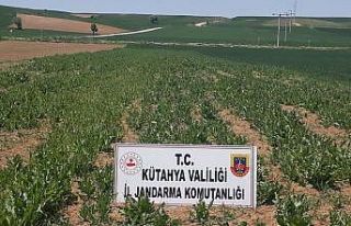 Kütahya’da 69 bin kök kaçak ekilmiş haşhaş...
