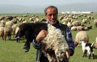 Kuzuların anneleriyle renkli buluşması