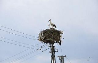 Leylekler Arguvan’ı sevdi