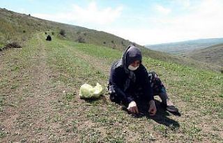 Madımak bitkisi toplayan kadınlar sosyal mesafe...