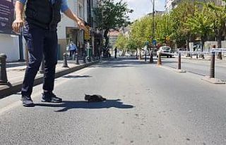 Mahsur kalan kediler için yıkım durduruldu