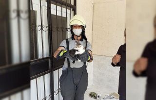 Mahsur kalan yavru kedileri itfaiye kurtardı