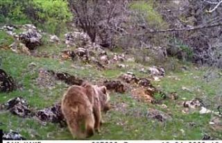 Malatya’da fotokapan ayı yakaladı