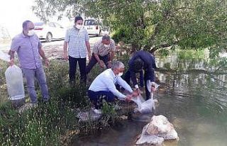 Malatya’da göletlere 50 bin balık bırakıldı
