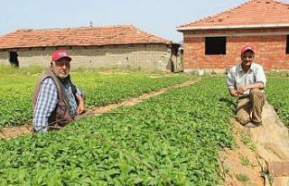 Manisa çiftçisi kapya biberine yöneldi