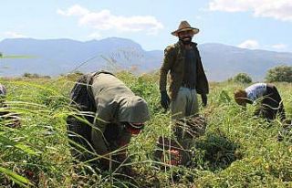 Manisa en fazla tarım alanına sahip 10. il