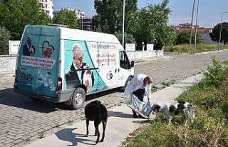 Manisa’da sokak hayvanlarına düzenli mama desteği