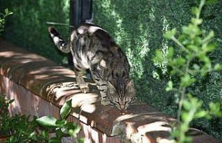 Manisa’da sokak hayvanlarına mama desteği sürüyor