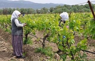Manisa’da tarımsal üretim kesintisiz devam ediyor