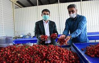 Manisa’dan dünyanın dört bir yanına kiraz