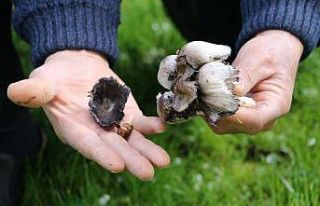 Mantar zehirlenmelerine karşı uyarı