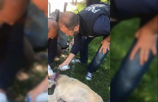 Mardin’de boynuna kablo dolanan köpeği polis kurtardı