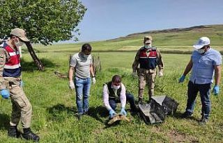 Mehmetçik, nesli tükenme tehlikesinde olan Fırat...