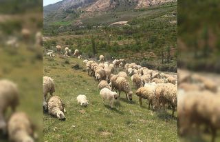 Mera-yayla kiralamaları ihalesi ertelendi