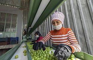 Mersin Büyükşehir Belediyesi’nden erik üreticisine...