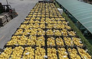 Mersin’den İstanbul ve Ankara’ya son limon sevkiyatı...