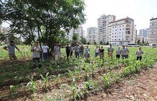 Mezitli’de ’Kent içi tarım projesi’ başarıyla...