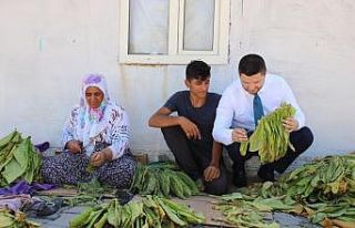 Milletvekili Toprak, tütün üreticilerine kolaylık...