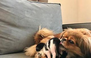 Mira isimli köpek, anneleri köpeklerin saldırısıyla...