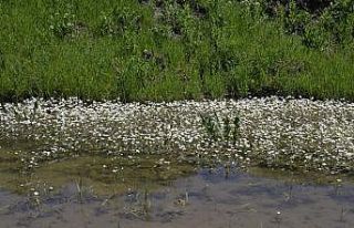 Muş Ovası’ndaki çiçekler gökkuşağını andırıyor