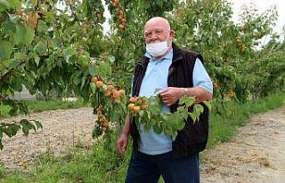 Musa Eroğlu, Mut’ta kayısı hasat sezonunu türkülerle...
