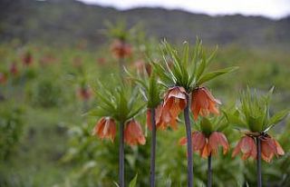 Muş’ta renk cümbüşü