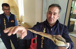 Nesli tükenmekte olan Balaban Kuşu tedavi altına...