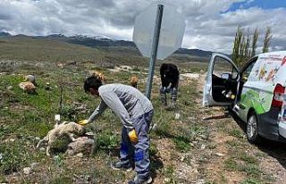 Niğde Belediyesi sokak hayvanları unutulmadı
