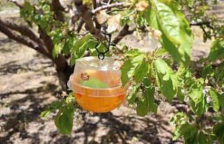 Niğde’de bahçelere Akdeniz Sineği tuzağı dağıtıldı