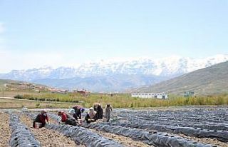 Niğdeli çiftçiler 300 dekar arazide çilek üretiyor
