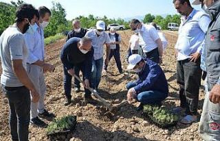 Niksar ekonomisi lavanta ile güçlenecek