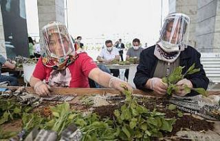 Nilüfer’de balkonlar sebzeyle dolacak