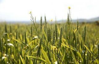 Nilüfer’de yerel ve sağlıklı üretim atağı