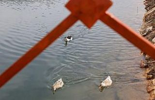 Öğrencisiz kampüste bahar manzaraları