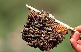 Okul harçlığı için başladığı arcılık gelir...