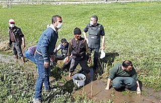 Ölmek üzere olan 3 ton balığı kovalarla taşıdılar