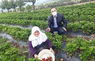 Organik çileğe ilgi