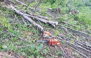 Ormanda kesim yapıldığı esnada ağaç dalı başına...
