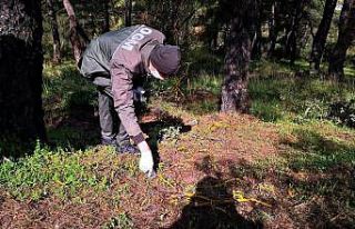 Ormanlarda biyolojik savaş