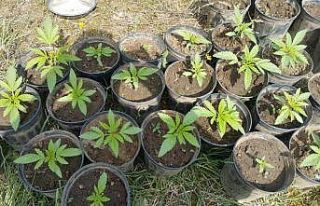 Ormanlık alanda saksıda yetiştirilen kenevirler...