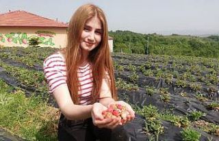 Osmanlı çileği ilk ürününü verdi