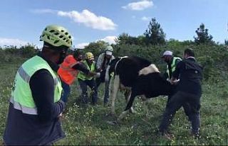 Otlamaya çıkan ineği doğurtmaya koştular