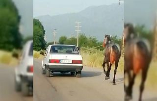 Otomobile bağladıkları atı metrelerce koşturdular
