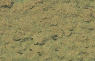 (Özel) Dünyaca ünlü kırmızı su, artık kurbağa...