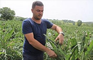 (Özel) Fiyatı diğer enginarların iki katı ama...