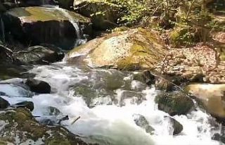 (Özel) İnsanlar evde kaldı, doğa kendine geldi