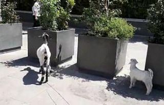 (Özel) İstanbul’un göbeğinde keçi ve kuzusunu...