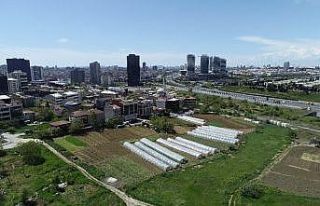 (Özel) İstanbul’un merkezindeki seralarda tarım...