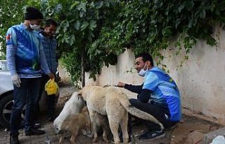 Özel izinle sokak hayvanlarını besliyorlar
